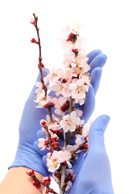 A female hand in a medical glove holds a flowering apricot branch