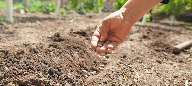 Female hand planting seeds beans in soil