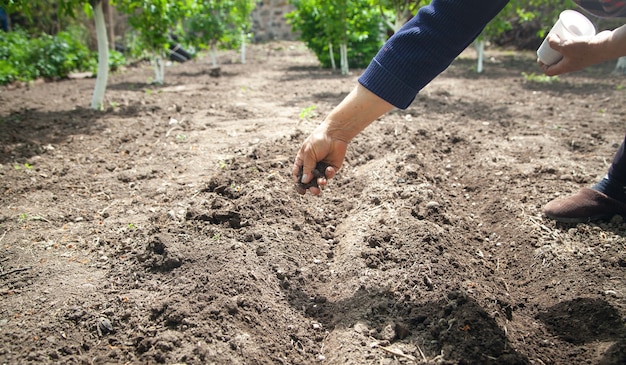 Female hand planting seeds beans in soil.