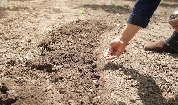 Female hand planting seeds beans in soil.