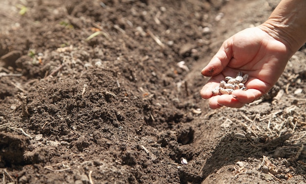 Female hand planting seeds beans in soil.