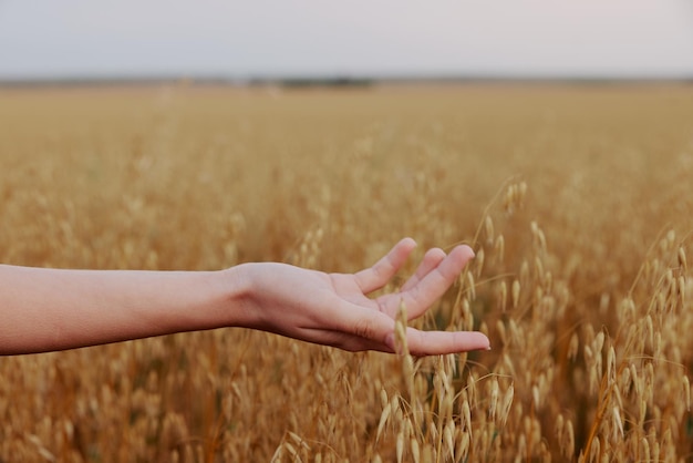 Female hand Spikelets of wheat sun nature agriculture plant unaltered