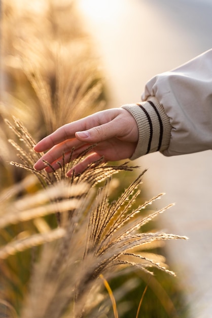 Female hand touching spikelets during a summer walk. Part of the woman in light clothing walking through the woods, fingers touching the plants