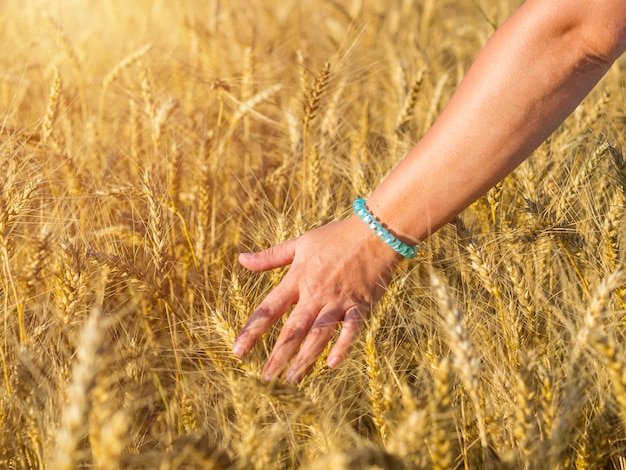 Female hand touching spikelets of yellow ripe wheat on a sunny day harvest season