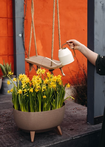 Female hand watering daffodil flowers using a white watering can