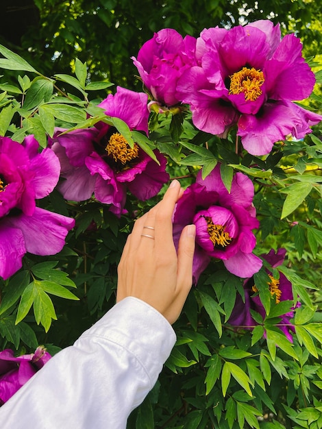 Female hand in a white jacket and silver jewelry ring  holds a peony flower.