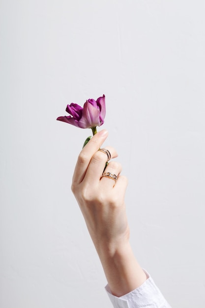 Female hand with rings holds purple tulip on gray background