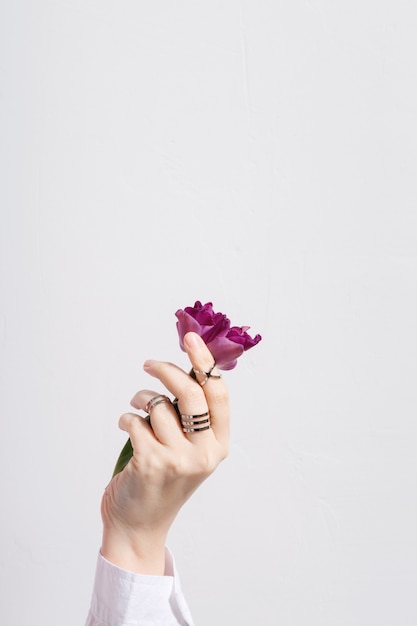 Female hand with rings holds purple tulip on gray