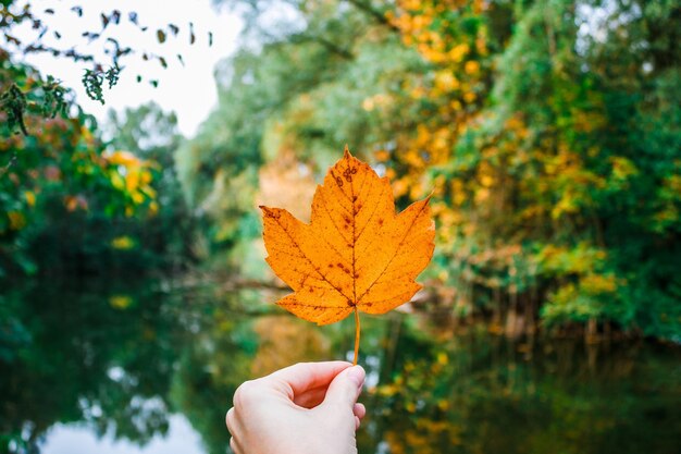 Female hand with yellow maple leaf on background of forest autumn landscape