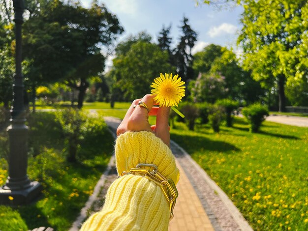 Female hand in a yellow cardigan and golden jewelry bracelet holds a dandelion flower.