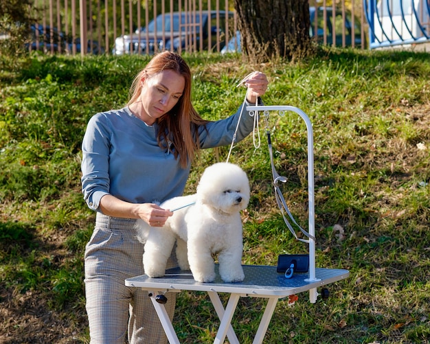 A female handler prepares a dog Bichon Frise to perform at the exhibition of the kennel club.