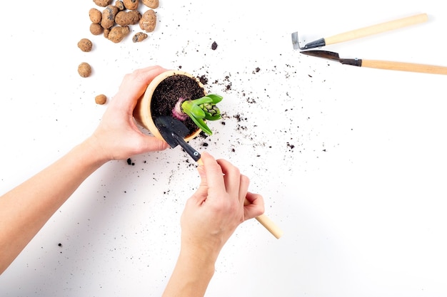 Female hands are holding a flower pot with a plant in the process of transplanting gardening tools and expanded clay