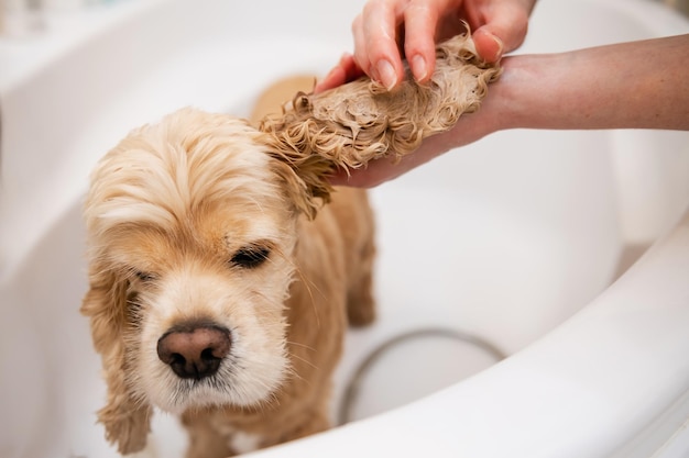 Female hands are washing dog ears in the bathroom