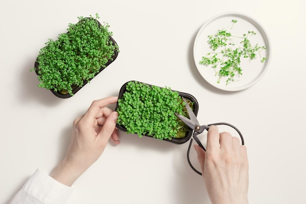 Female hands cut fresh microgreens growing sprouts of arugula and watercress salad in