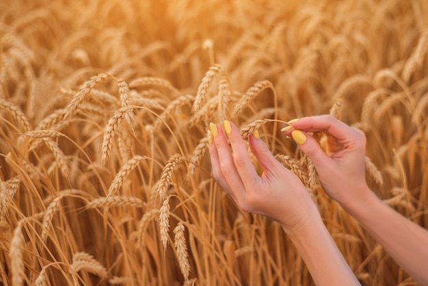 Female hands on field of ripe wheat. gluten free concept.