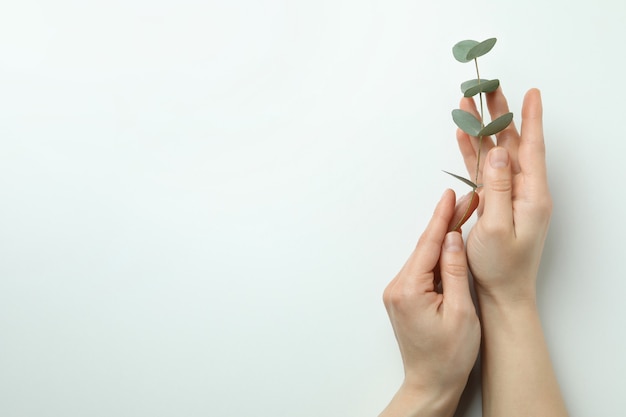 Female hands hold eucalyptus twig on white background