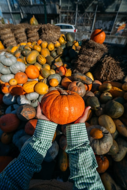 Female hands hold out a small pumpkin