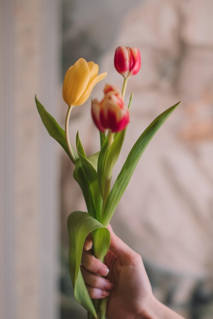 Female hands holding a bouquet of pink spring flowers tulips Feminine details of beauty