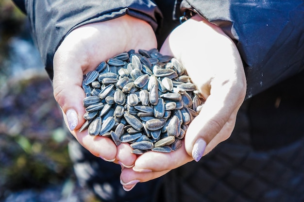 Female hands holding a bunch of sunflower seeds feeding birds