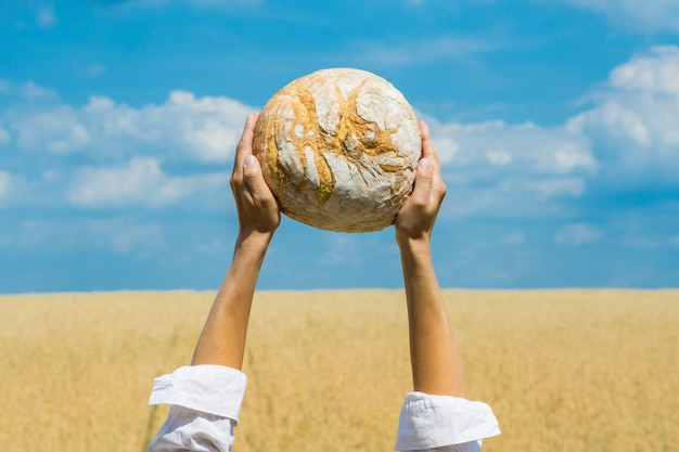 Female hands holding home baked bread loaf above her head over a blue summer sky in a wheat field