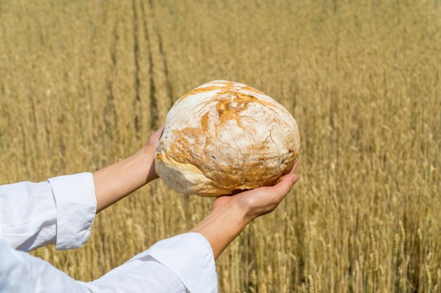 Female hands holding home baked bread loaf above ripe wheat field