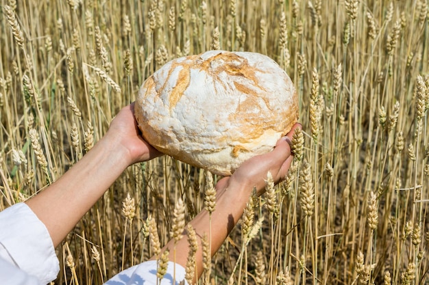 Female hands holding home baked bread loaf above ripe wheat field