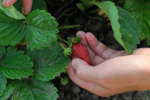 female hands picking ripe strawberries closeup