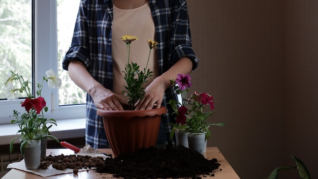 female hands plant chamomile flowers in the house