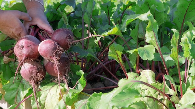 Female hands pull out fresh beets from the soil Harvesting beets in the garden