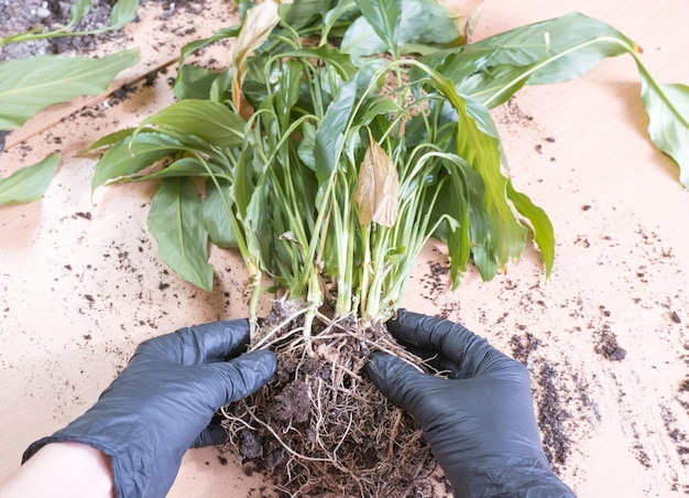 Female hands remove rotten roots from a spathiphyllum houseplant with on a wooden table