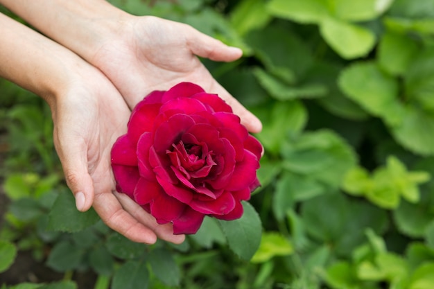 Female hands show a rose