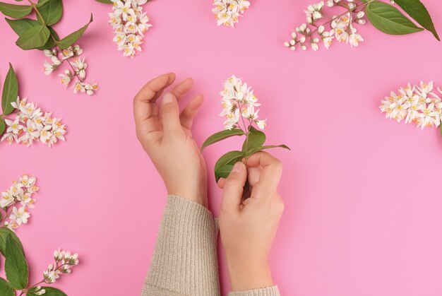 Female hands and  small white flowers on a pink background