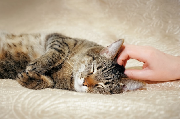 Female hands stroking her lovely a cute cat lying on the sofa.