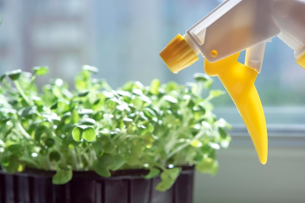 Female hands watering cress salad microgreens with hand sprayer Growing microgreens at home Healthy vegan food