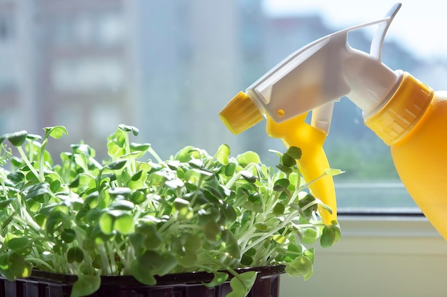 Female hands watering cress salad microgreens with hand sprayer Growing microgreens at home Healthy vegan food