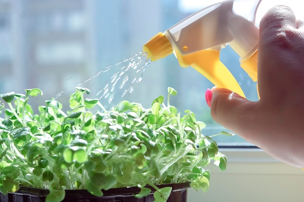 Female hands watering cress salad microgreens with hand sprayer Growing microgreens at home Healthy vegan food