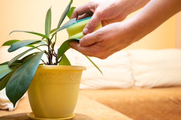 Female hands wipe with wet sponge green leaves of house plant ficus standing in yellow flowerpot in living room with couch.