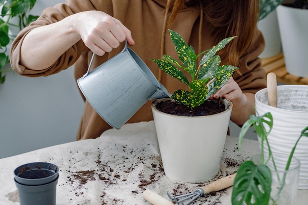 Female hands of a young woman gardener watering just potted Codiaeum gold sun young houseplant