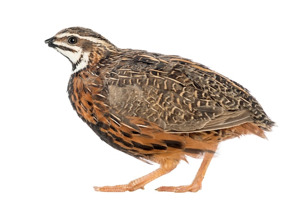 Female Harlequin Quail, Coturnix delegorguei, with its beak broken against white space