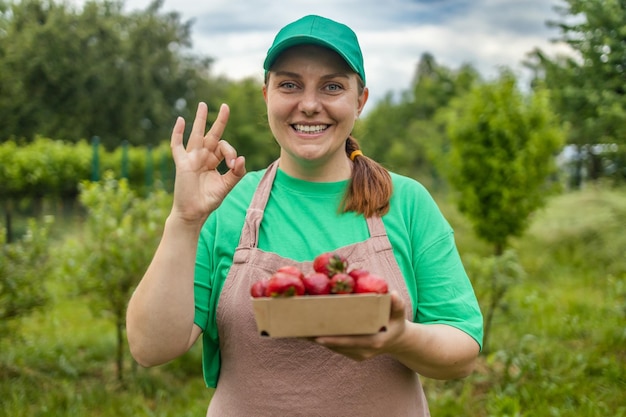 Female harvesting red fresh ripe organic strawberry in garden woman picking strawberries in field cl