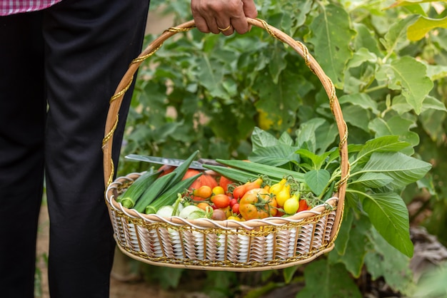 Female harvesting vegetables organic at farm, Harvested season vegetables