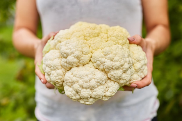 Female hold in hands freshly harvested cauliflower