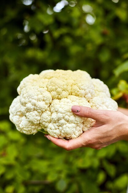 Female hold in hands freshly harvested cauliflower