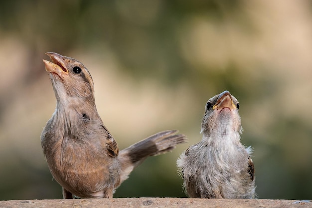 Female House sparrows.  (Passer domesticus).