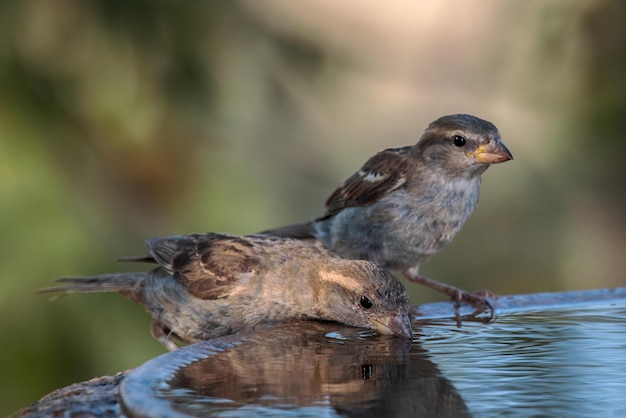 Female House sparrows.  (Passer domesticus).