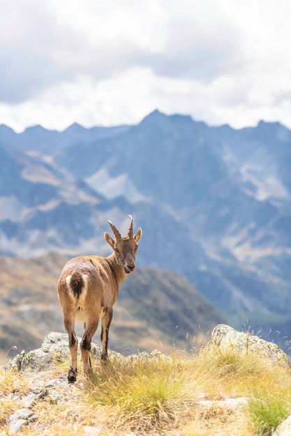 A female ibex in the Italian preAlps