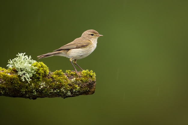 Female icterine warbler sitting on twig covered in green moss in summer nature.