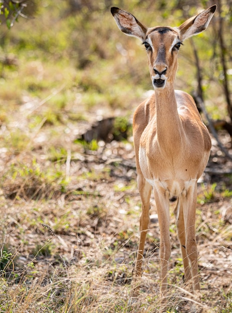 Female Impala Aepyceros Melampus portrait