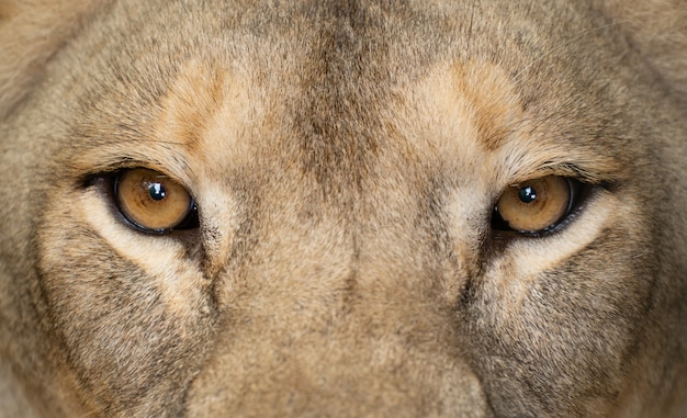 Photo female lion eyes close up