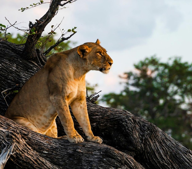 A Female lion Panthera leo high up in a tree 4k stock photo female lion sitting